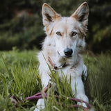 Collier de corde ajustable - Violet