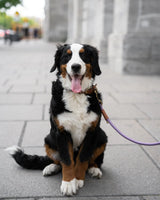 Laisse corde - Laiton - Raisin - 6 pieds