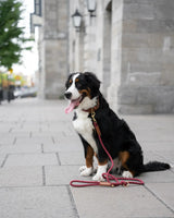 Laisse corde - Laiton - Vin - 6 pieds